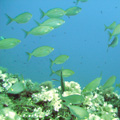 Buceo - profundidades de Elba